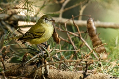MOSQUETA PICO CURVO (Phyllomyias burmeisteri) - Jardìn Botànico - MONTEVIDEO (Setiembre 2019)